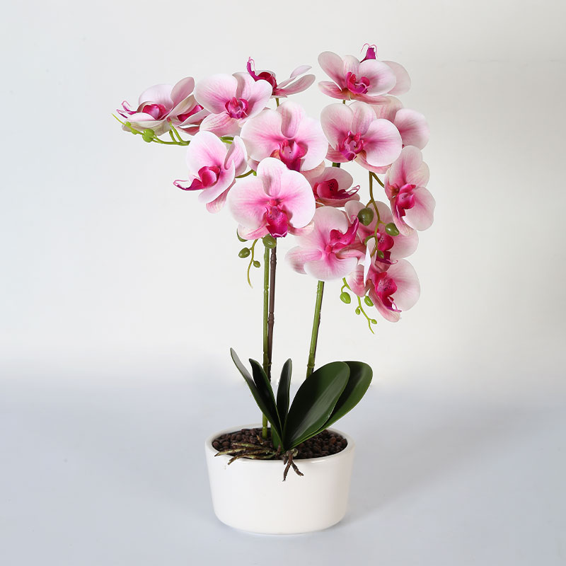 Phalaenopsis mediana doble