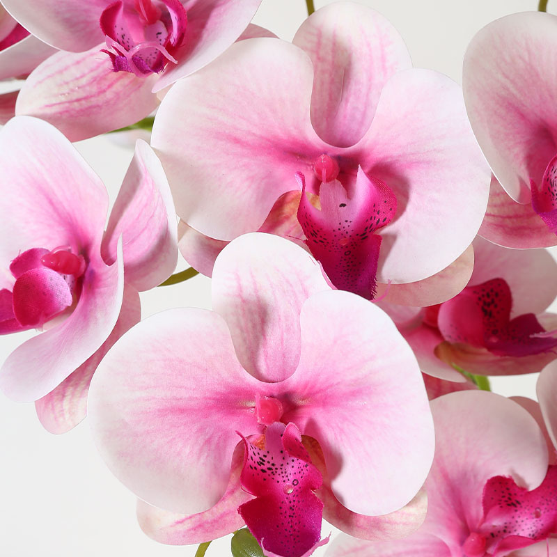 Phalaenopsis mediana doble