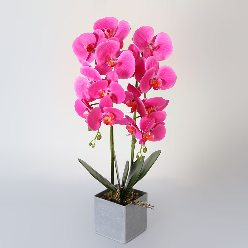 Phalaenopsis mediana doble