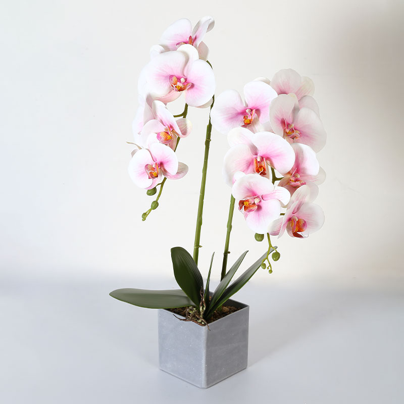 Phalaenopsis mediana doble