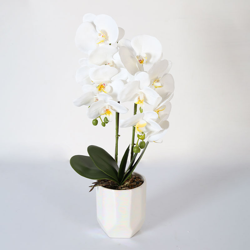 Phalaenopsis mediana doble