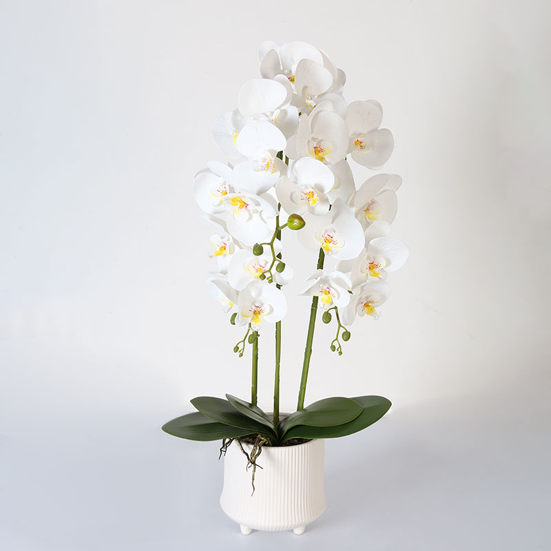 Phalaenopsis mediana doble