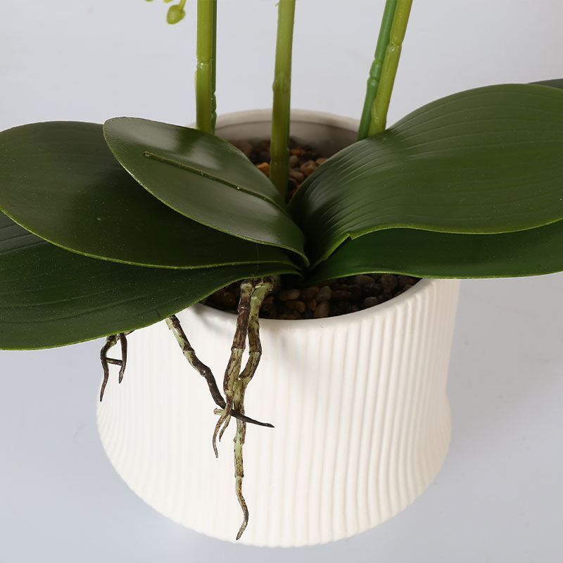 Phalaenopsis mediana doble