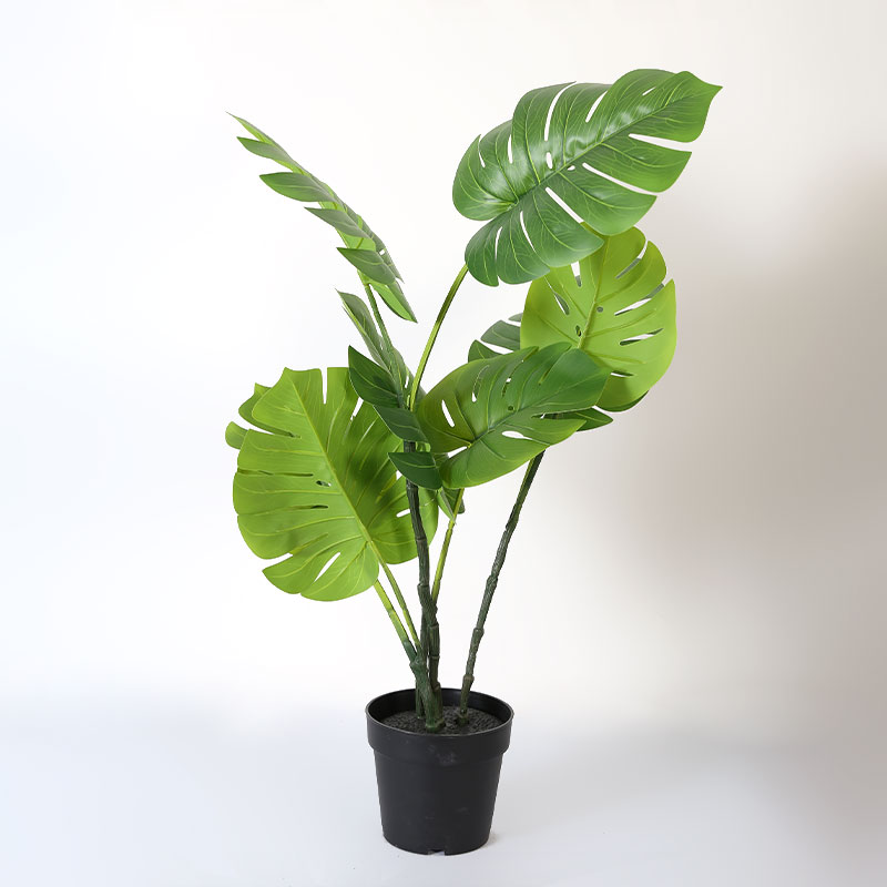 Monstera deliciosa