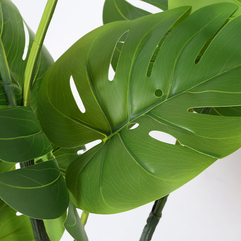 Monstera deliciosa