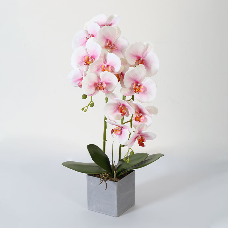 Phalaenopsis mediana doble