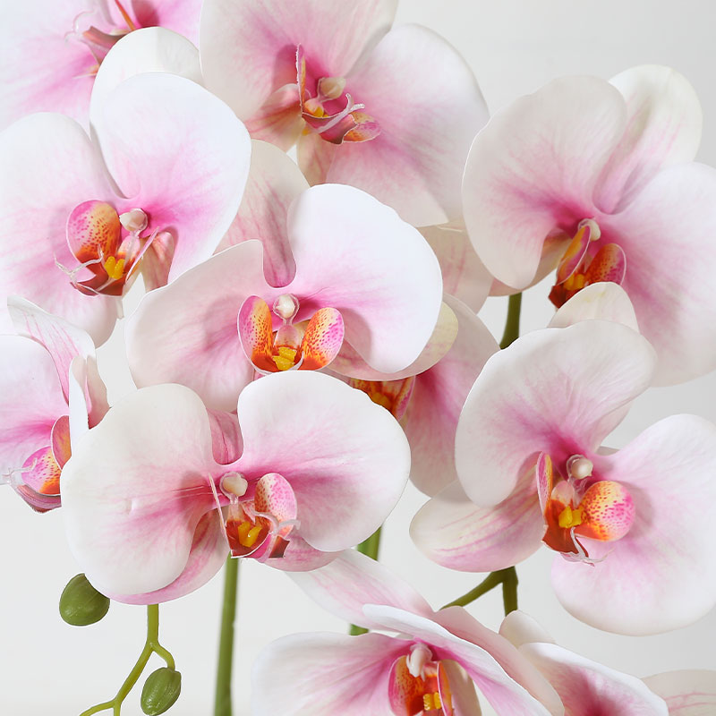 Phalaenopsis mediana doble