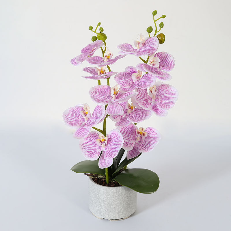 Phalaenopsis mediana doble