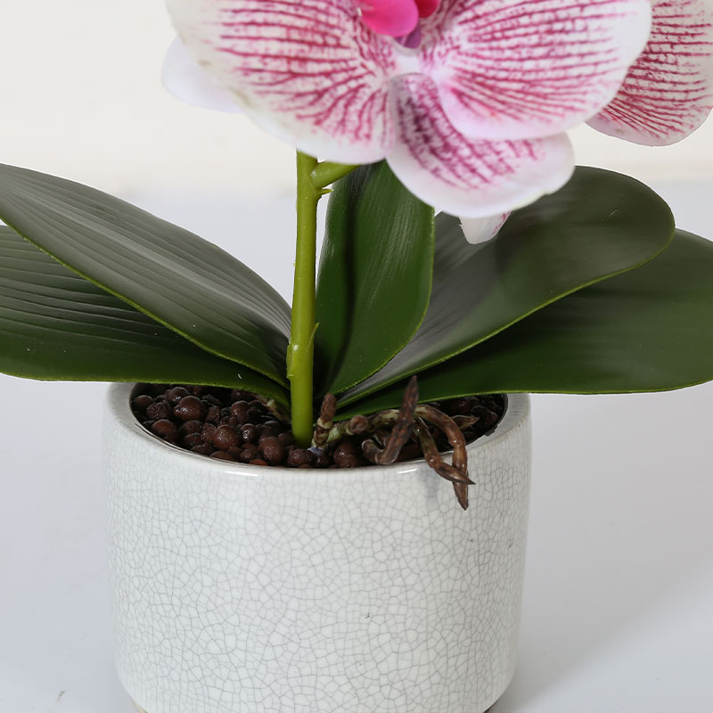 Muchas Phalaenopsis grandes