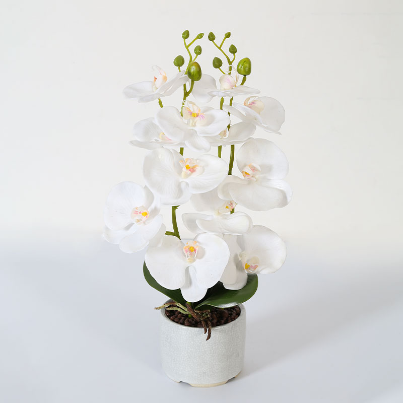 Phalaenopsis mediana doble