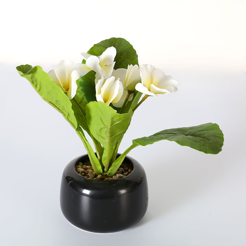 Anthurium blanco en miniatura en maceta