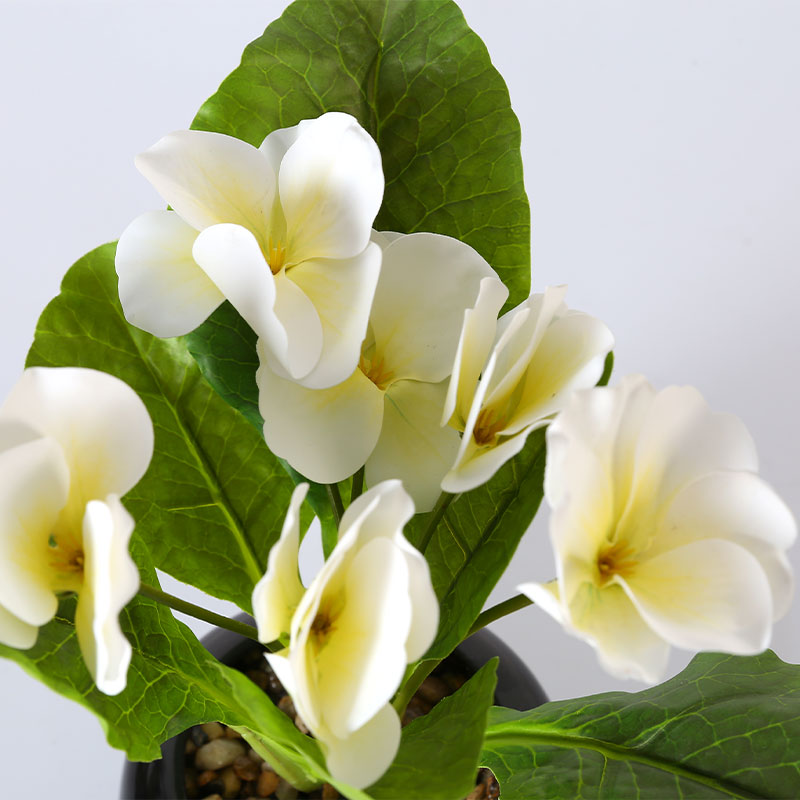 Anthurium blanco en miniatura en maceta